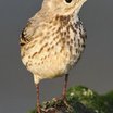 American Pipit